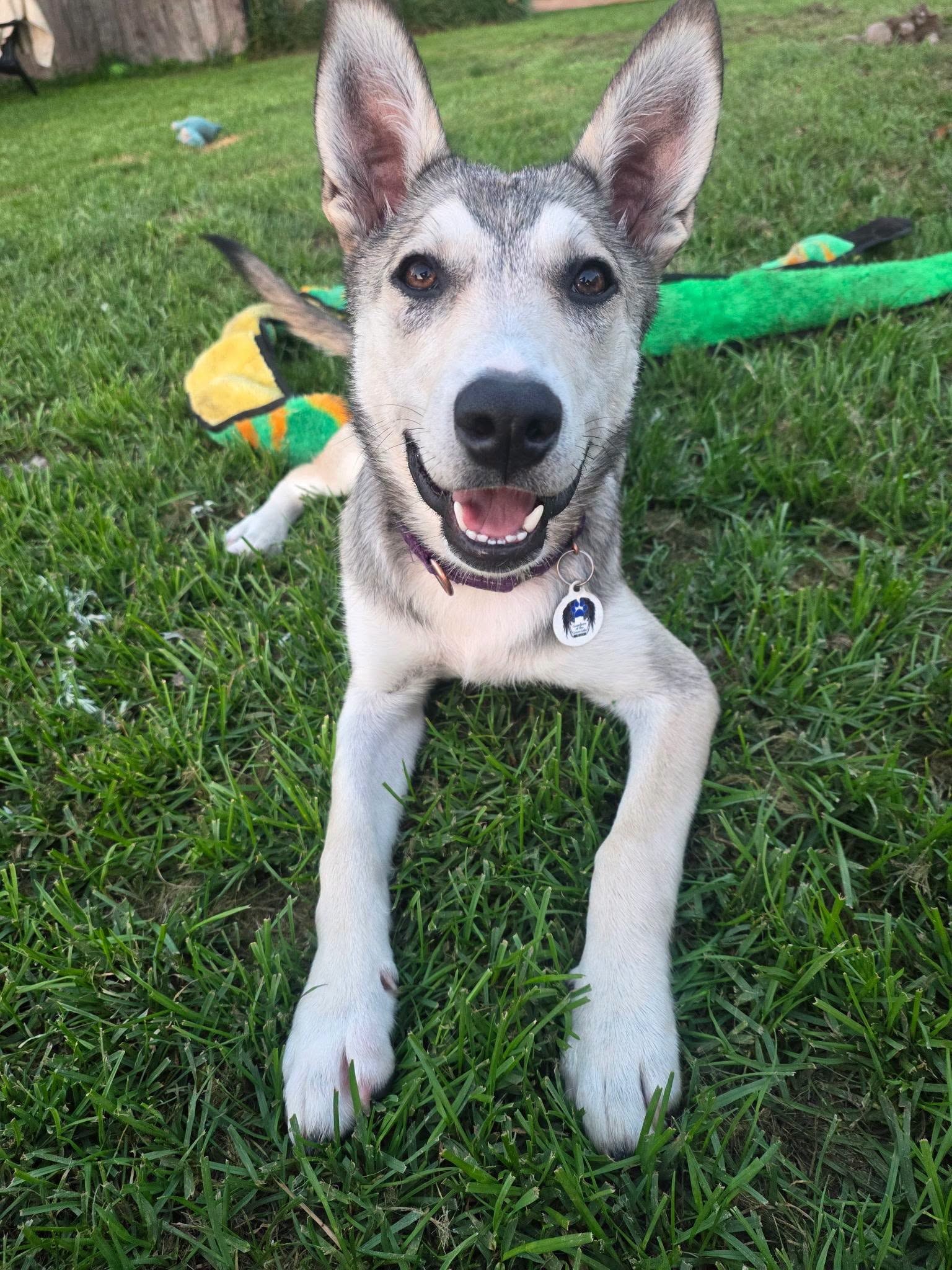 Missy — Husky Mix