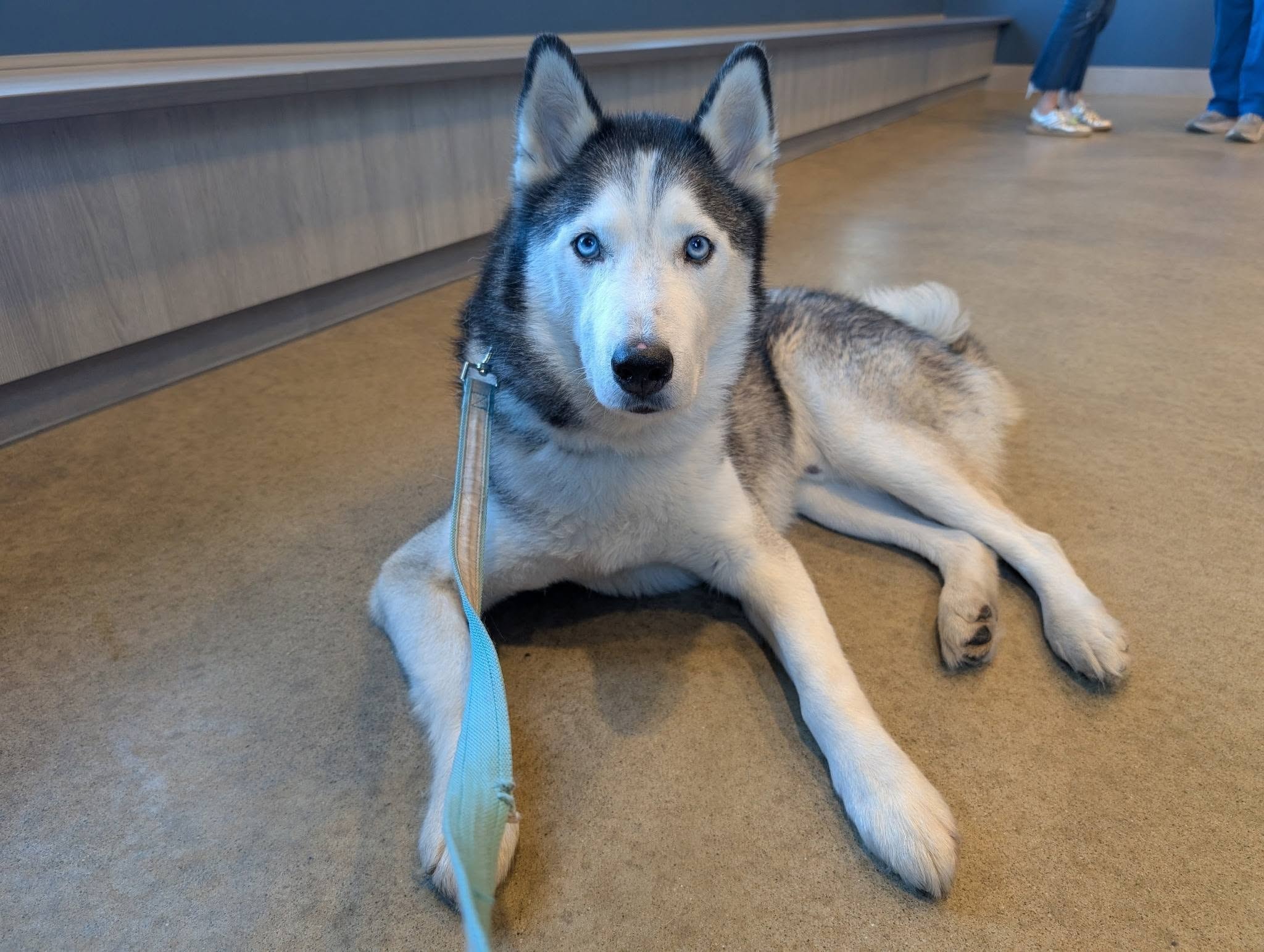 Shadow — Siberian Husky