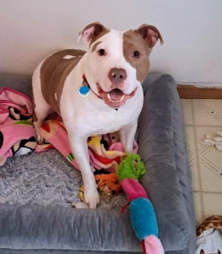 Mocha — Staffie Mix